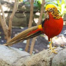 Golden Pheasant Bird Facts (Chrysolophus pictus)